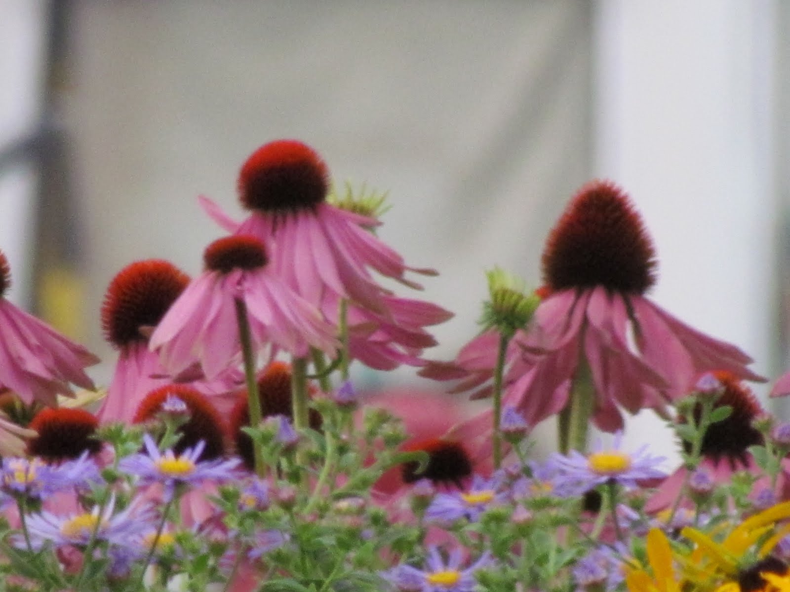 Pieceful Afternoon A New Camera Lots of Fun With Flowers