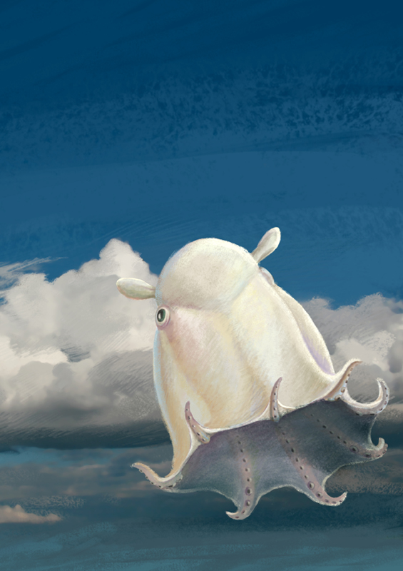 Opisthoteuthis Agassizii