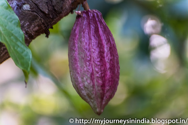 Thattekad Cocoa Fruit ripen