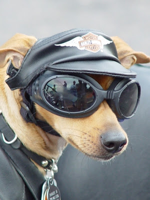 Funny DOG Pictures