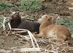 Shetland ram lambs