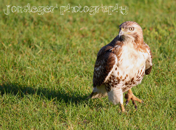 Northern Illinois Birder Year Round Birds in Northern Illinois & "The