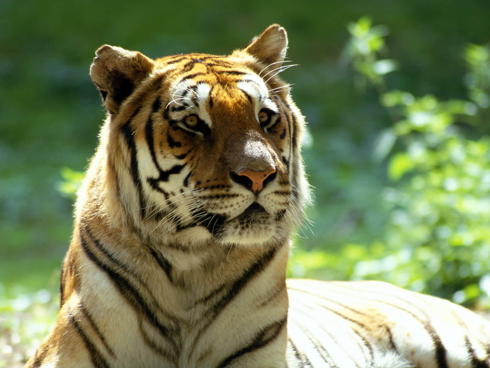 Harimau Wallpaper Related Keywords Suggestions Harimau Wallpaper
