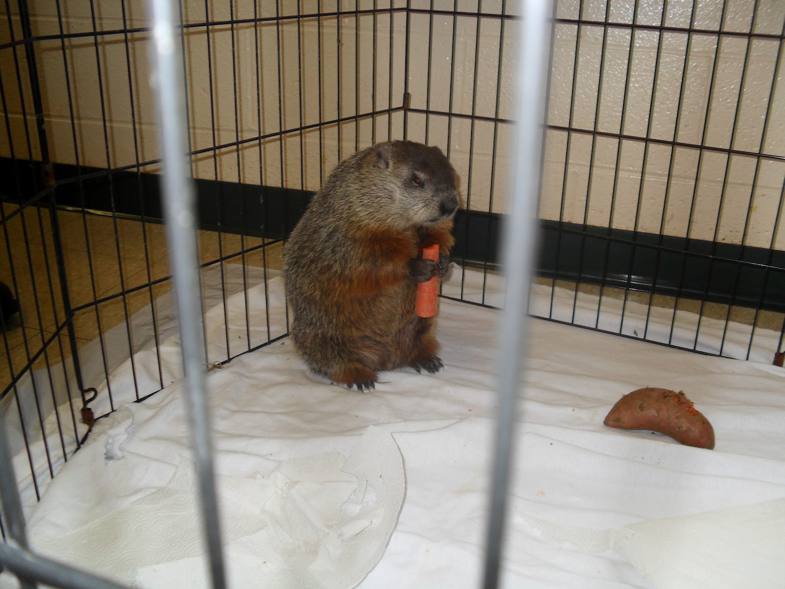 All Things Bright and Beautiful Animals as weather predictors and