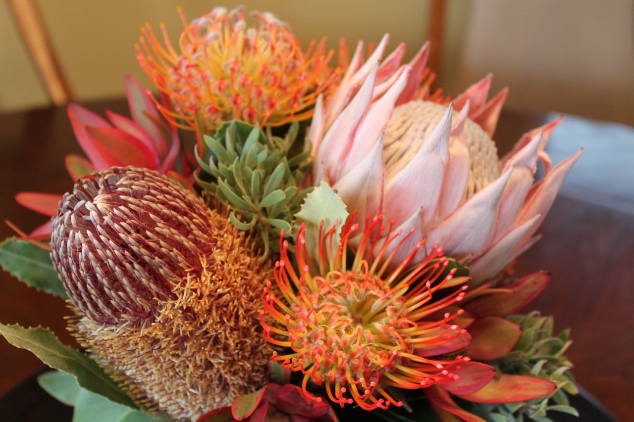 Maui Oceanview Condos Beautiful Proteas