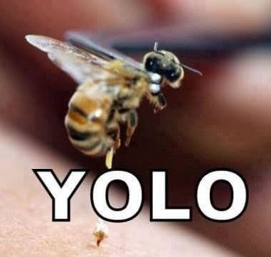 funny bee you only live once