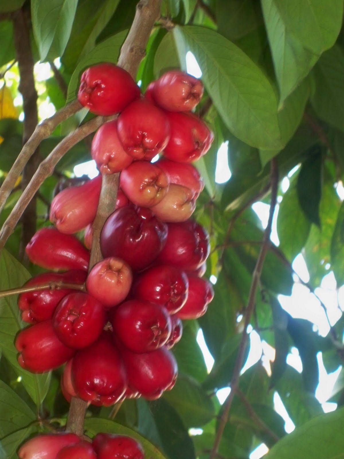 Jamaican Foodie Otaheite Apples