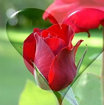 Gerelateerde afbeelding