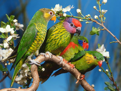 Beautiful Colorful Cute Birds Wallpapers Seen On www.dil-ki-dunya.tk