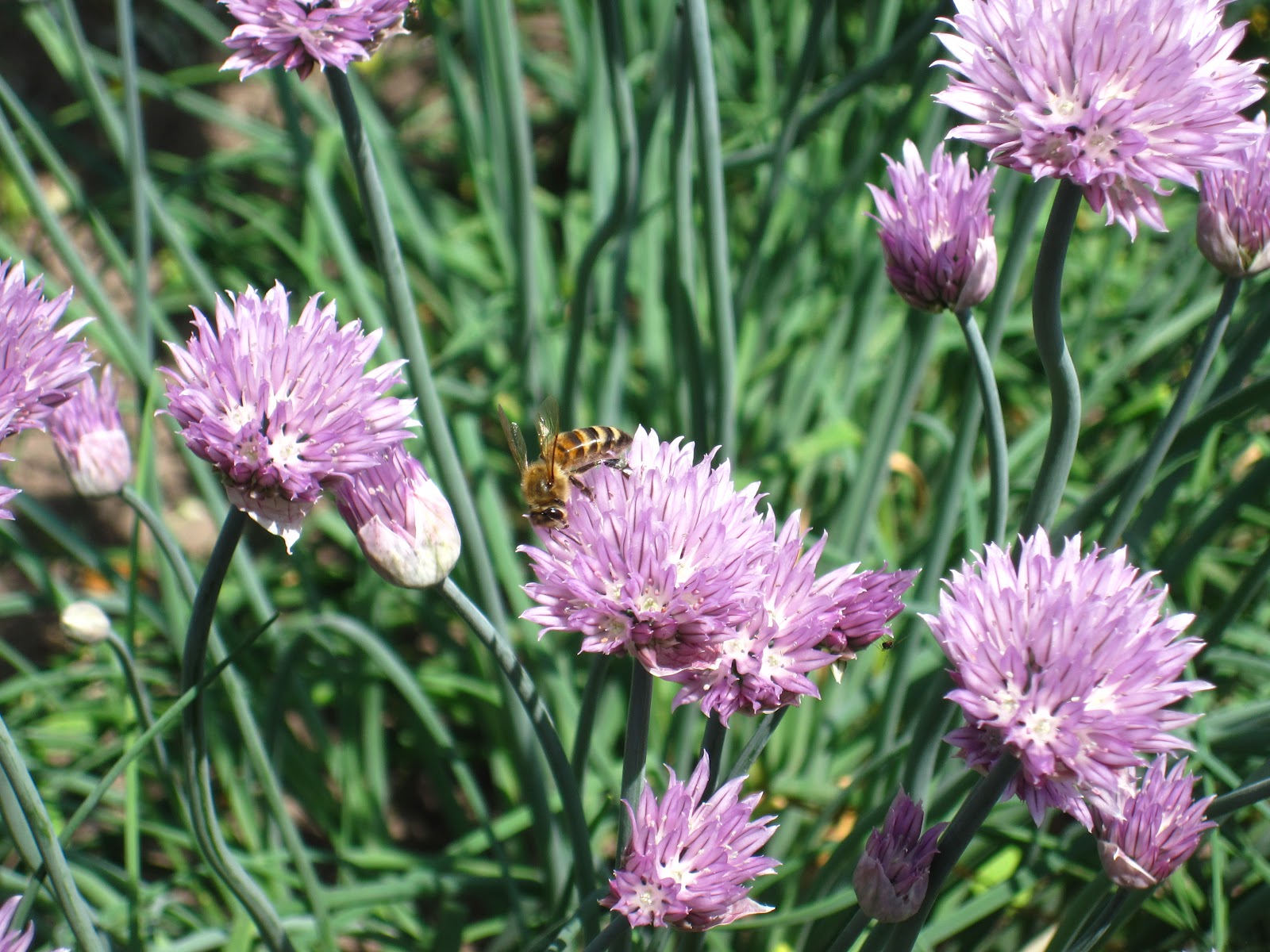 Enjoying My Garden Flowers of Ukraine...