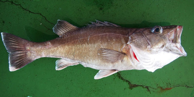 土佐の海山川の幸 13