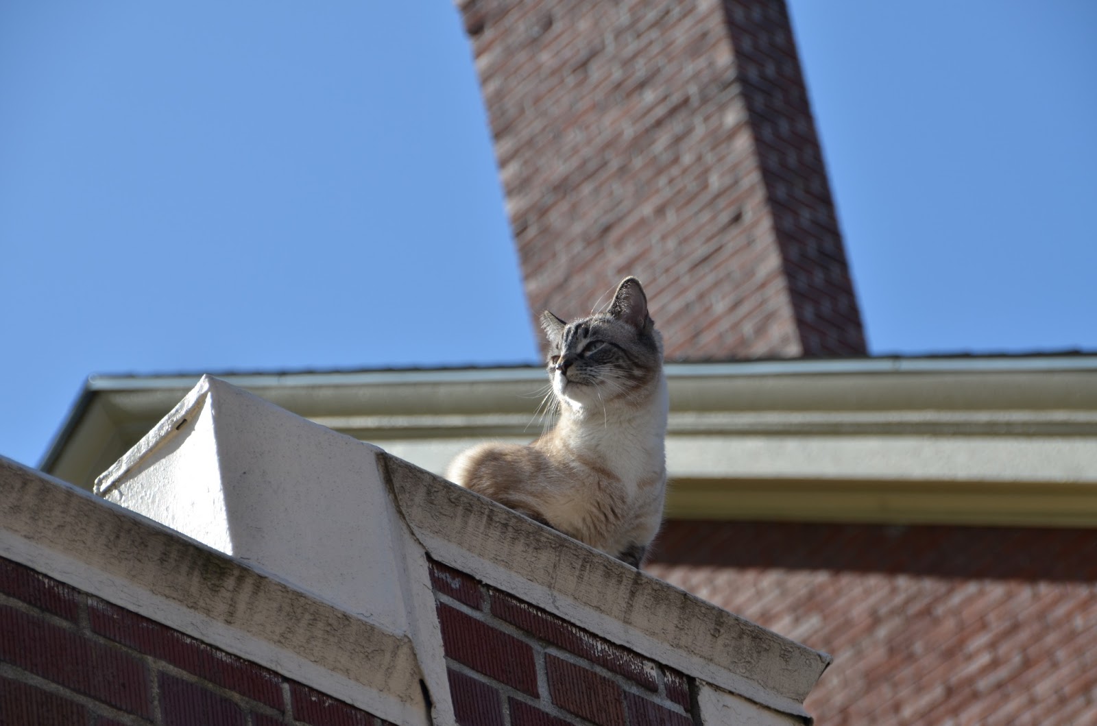 Portland Maine History 1786 To Present Blog Cat on a Roof, Pine Street