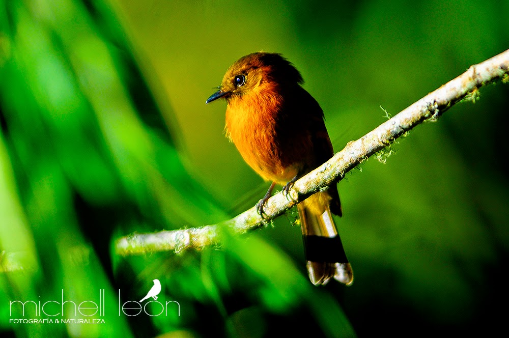 naturalezasencilla Michell León Santuario Nacional Cordillera Colán.