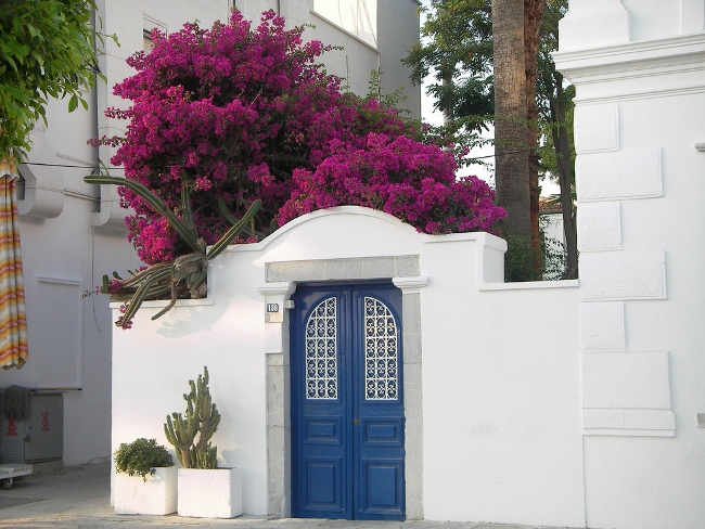 Mevsil365 Bodrum Ve Begonvil