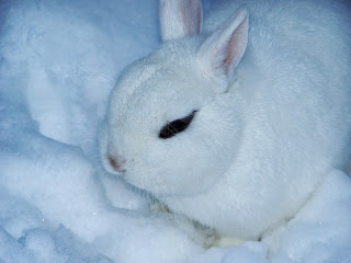 Relaxing Rabbit