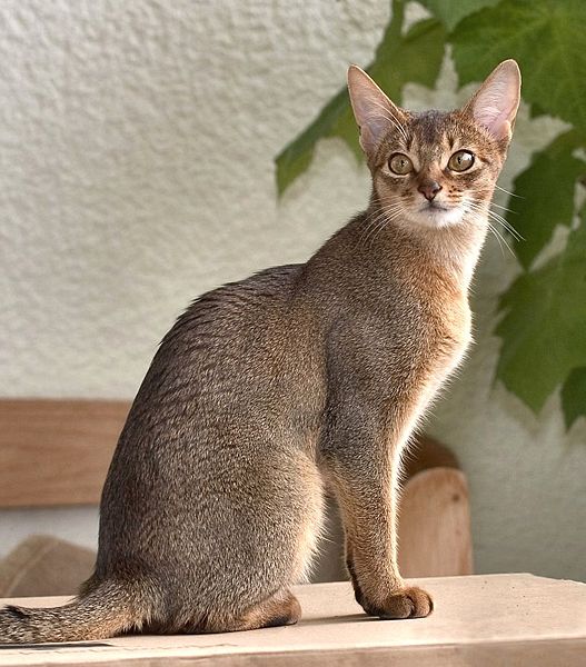 Cute&Cool Pets 4U: Abyssinian Cat Pictures