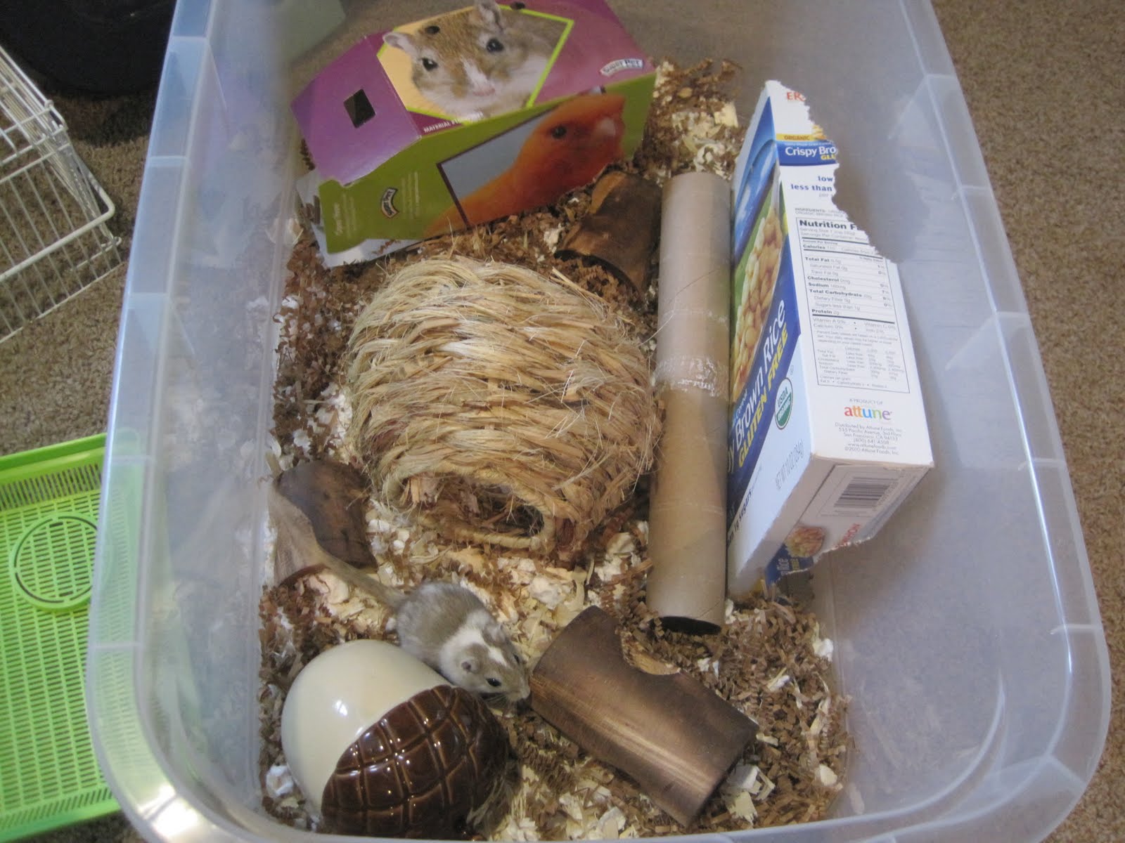 Sunshine Gerbils Southeastern Pennsylvania gerbil breeder