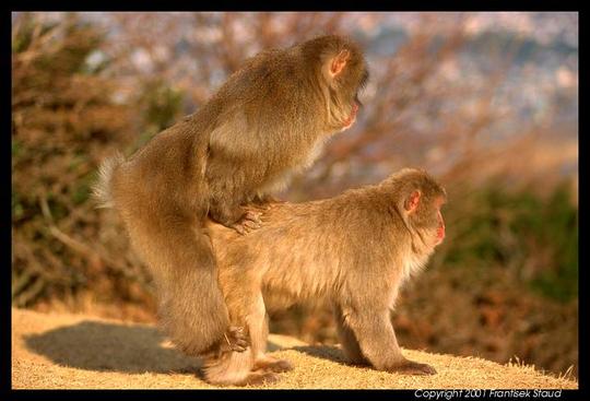 macaques.jpg