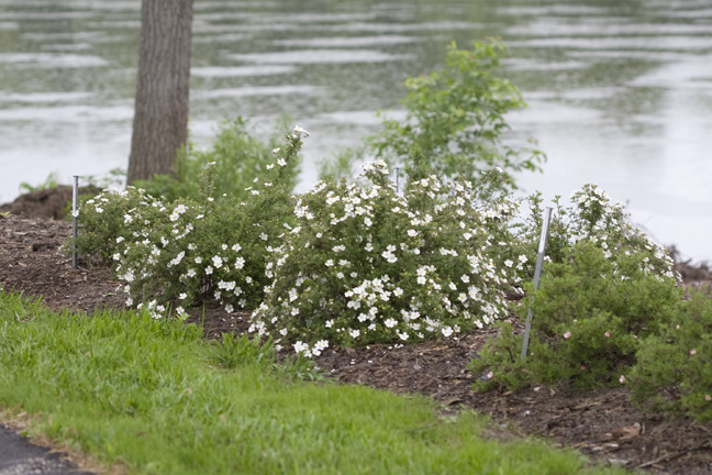 The Plant Hunter Trial Garden Update