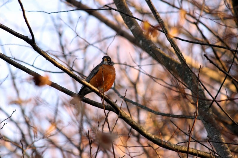 nature tales and camera trails Lots of American Robins in our yard!