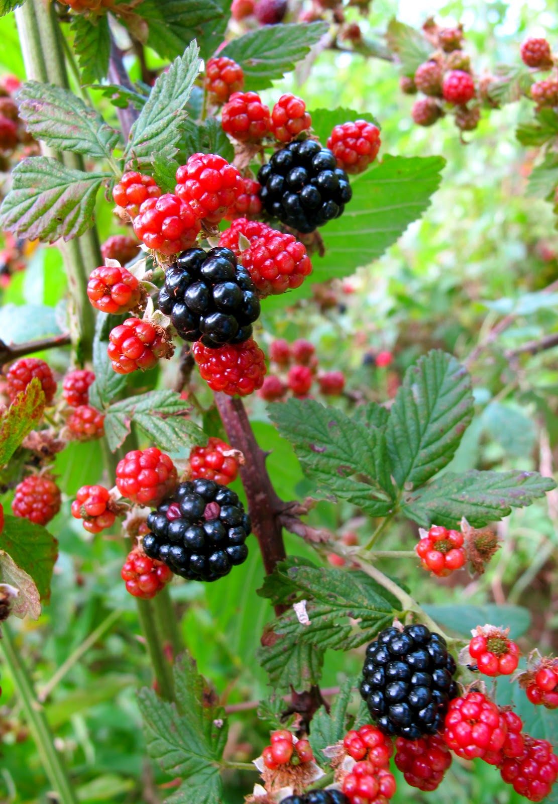 It's a Boy's Life Foraging for Berries