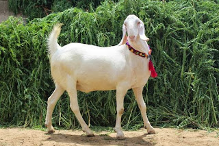 qurbani animal goat image 2013
