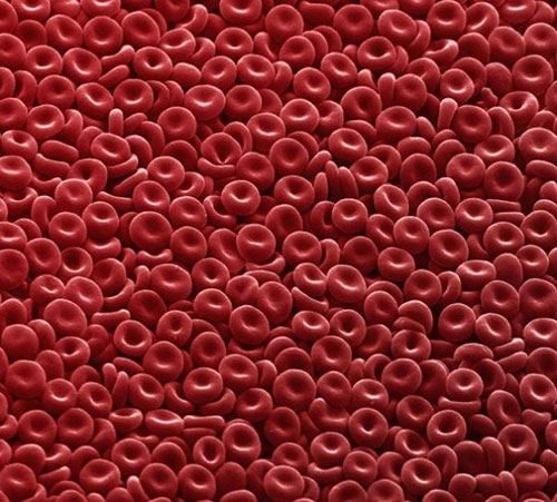 مكنونات تحت عدسة المجهر صور تدل على عظمة الخالق في دقة التنظيم ابداع الخالق