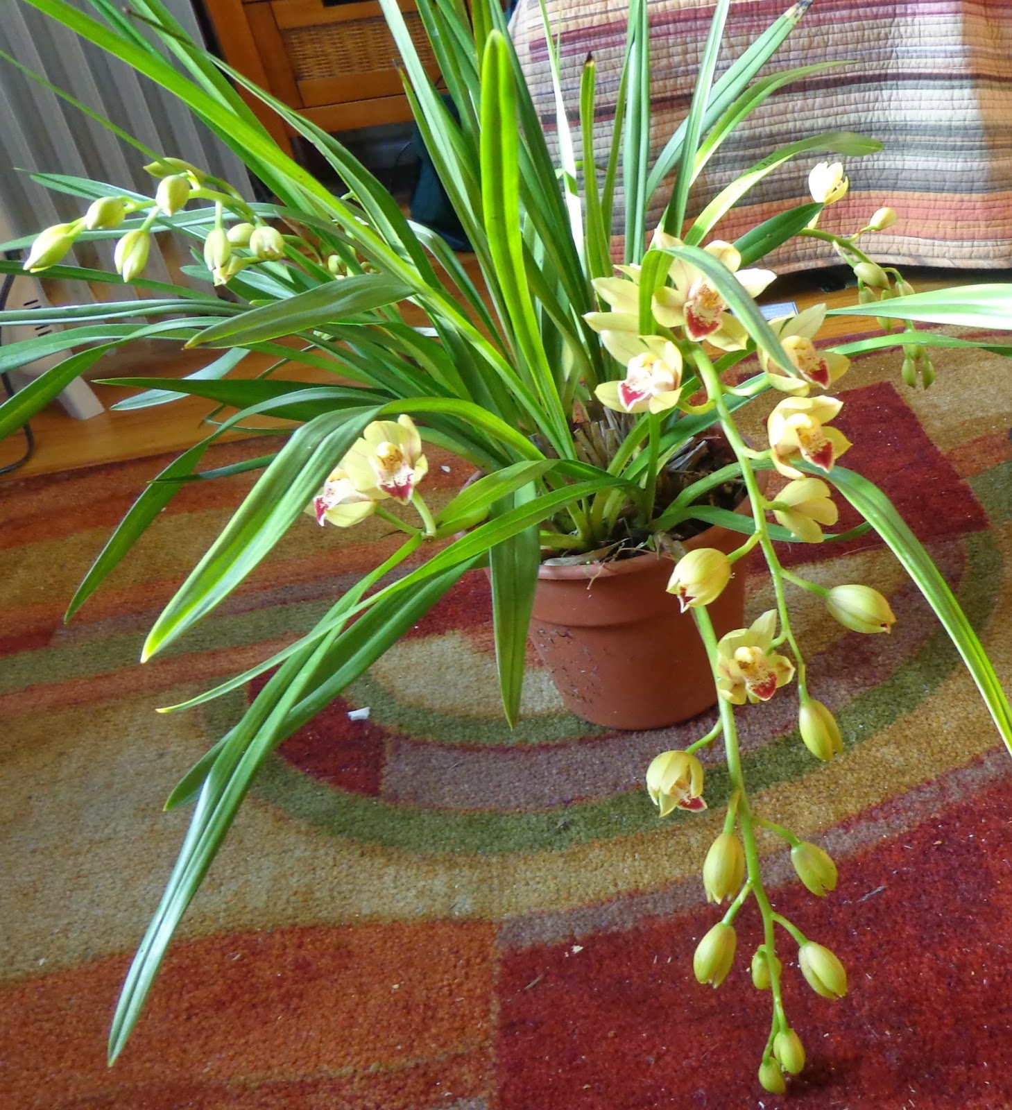 Growing Greener in the Pacific Northwest Indoor Garden. Orchids Blooming.