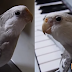 TRENDING: Cockatiel Got Talent!
