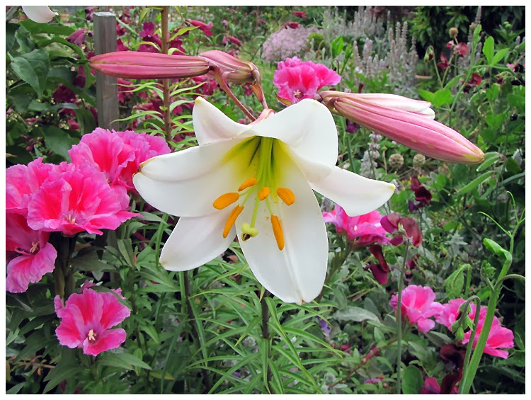 Camellia Rose Christmas lilies