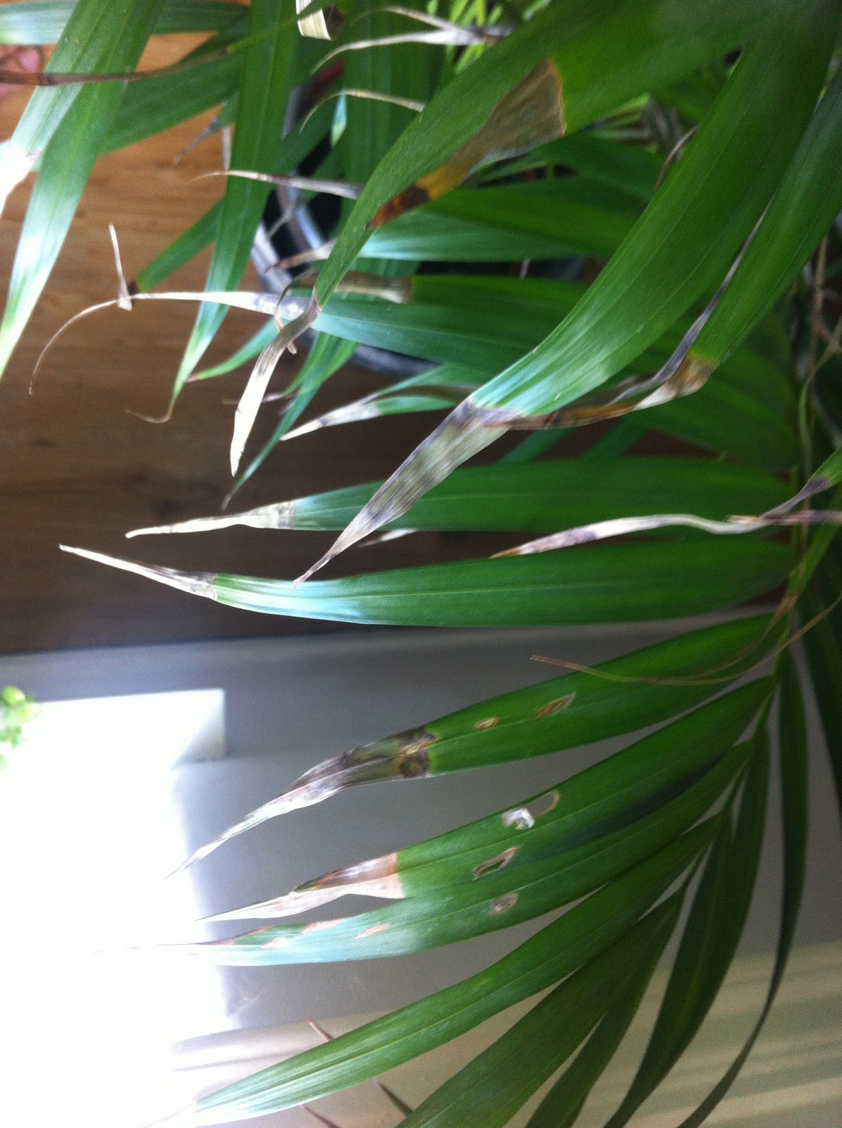 How to take better care of my plant! — Forum