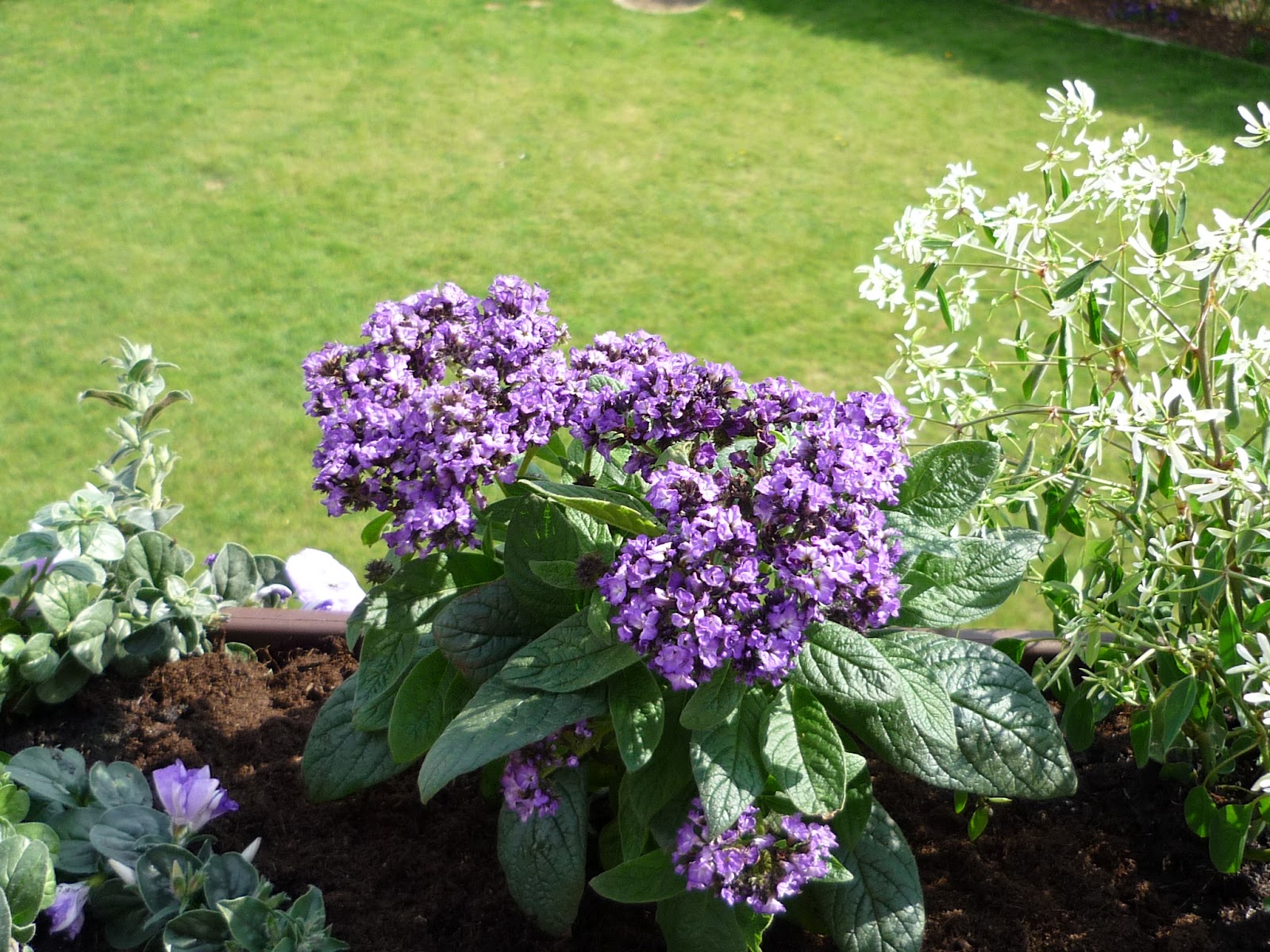 Romy's Lifestyle Blog Balkon und Gartenblumen