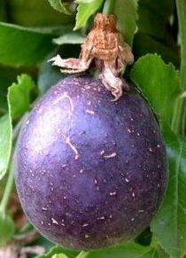 Foto de la Maracuyá púrpura