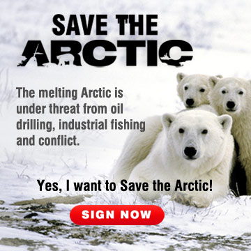 save the arctic by bethany stahl save the arctic by bethany stahl