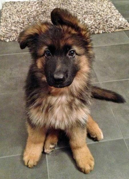 pictures of baby german shepherd puppies