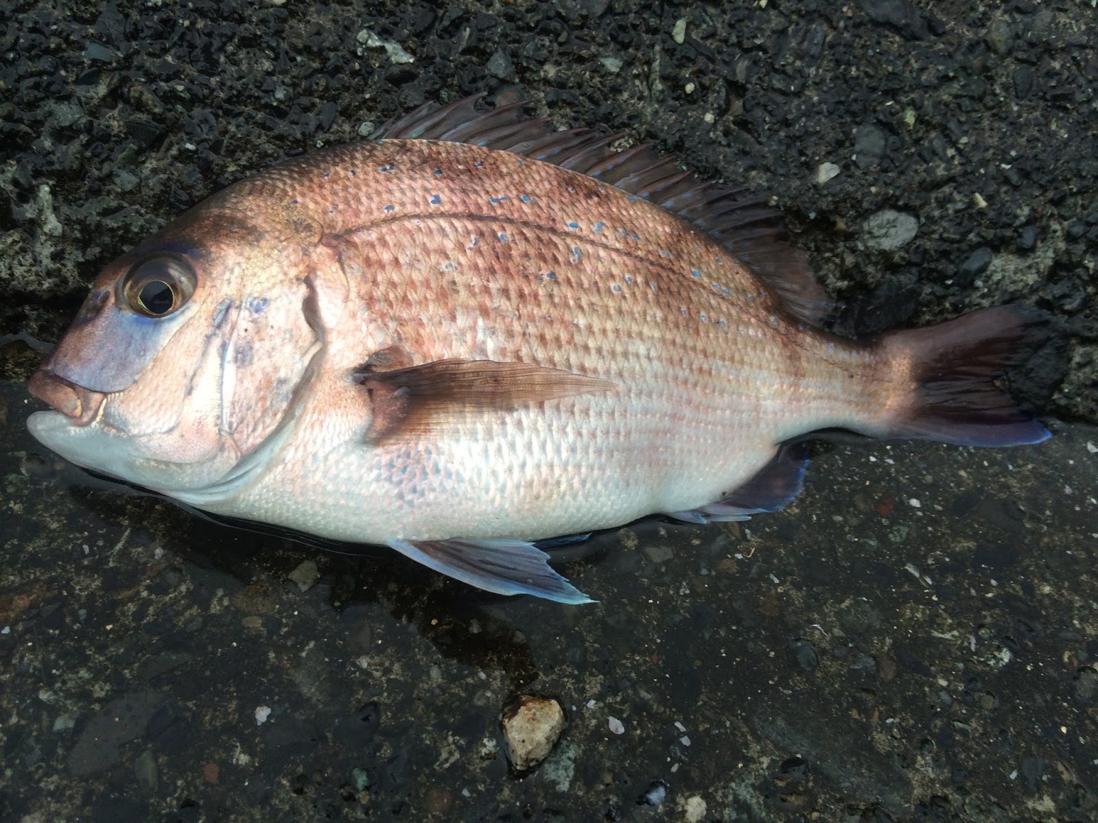 両軸4年生の遠投カゴ 14年 昨年 釣果まとめ2 初めての静浦 遠投カゴとの出会い