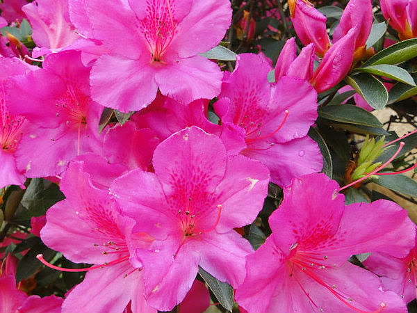 plantas toxicas jardim:Jardim de Stefania: * Beleza tóxica plantas toxicas jardim:Jardim de Stefania: * Beleza tóxica