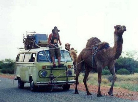 Camel-Powered-Car.jpg