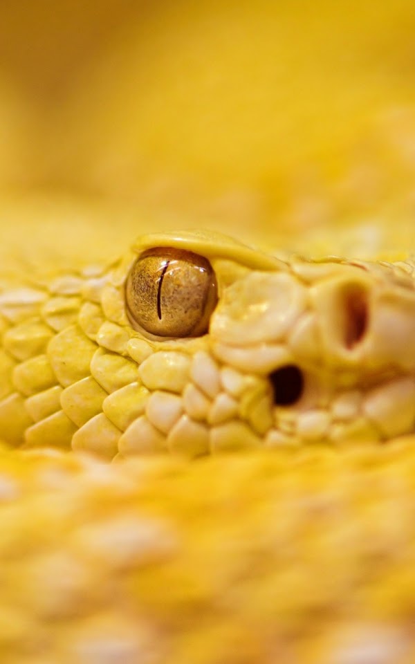 Albino Rattlesnake Yellow Android Wallpaper
