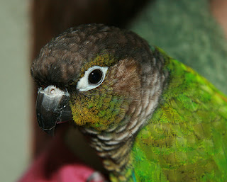 Is My Green Cheek Conure Sick? How to Tell Signs and Symptoms – Green