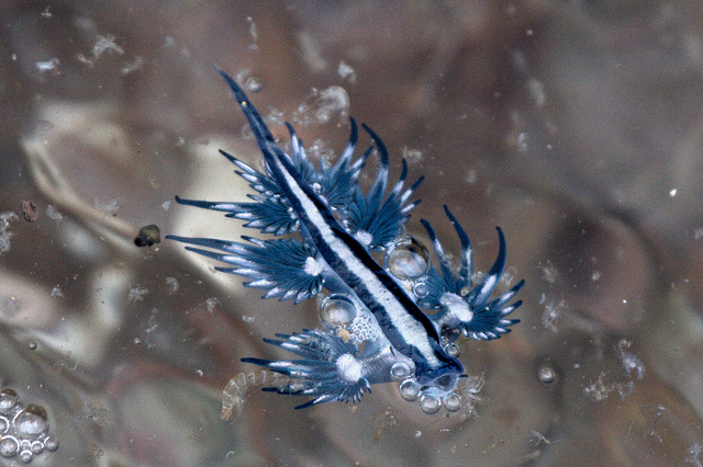 Sea slug blue Saltwater Aquarium