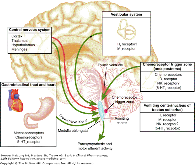 Vomiting How does it occur, the receptors and areas invloved in vomiting