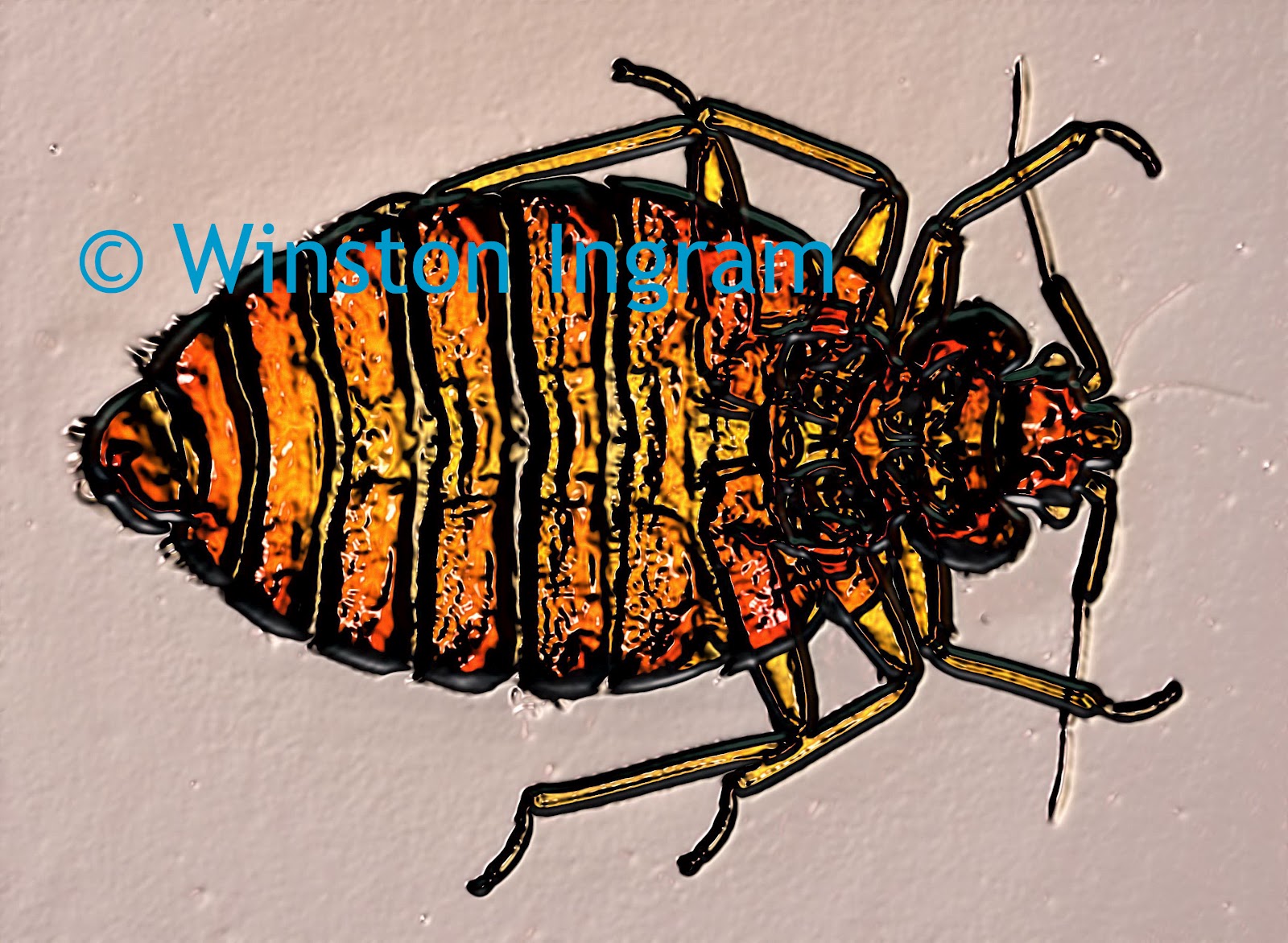 Microscope World Blog Bed Bugs Under the Microscope