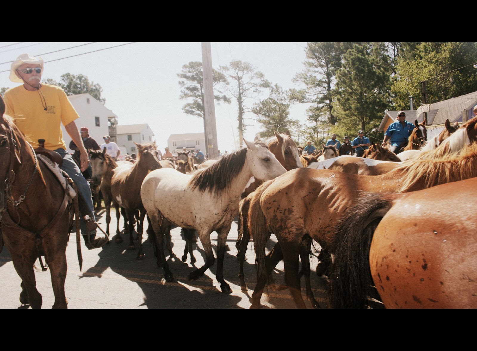 Two Bears Farm and the Three Cubs Pony Penning Day at Chincoteague