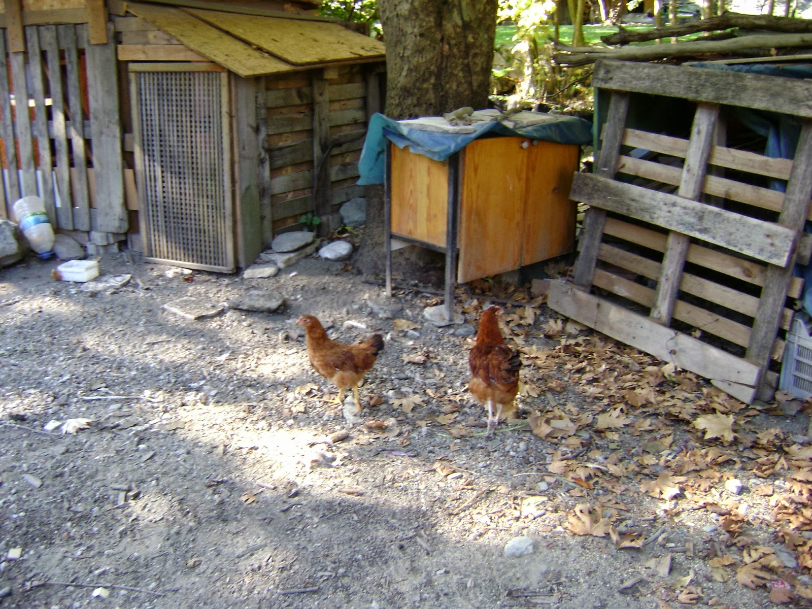 Aynur Un Aynasi Adapazari Akcay Piknik