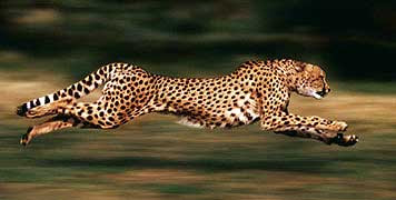 Feline Predators: Cheetah Speed