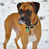 Health Problems in Boxer Dogs