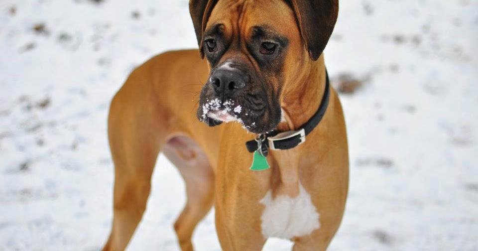 Health Problems in Boxer Dogs Annie Many