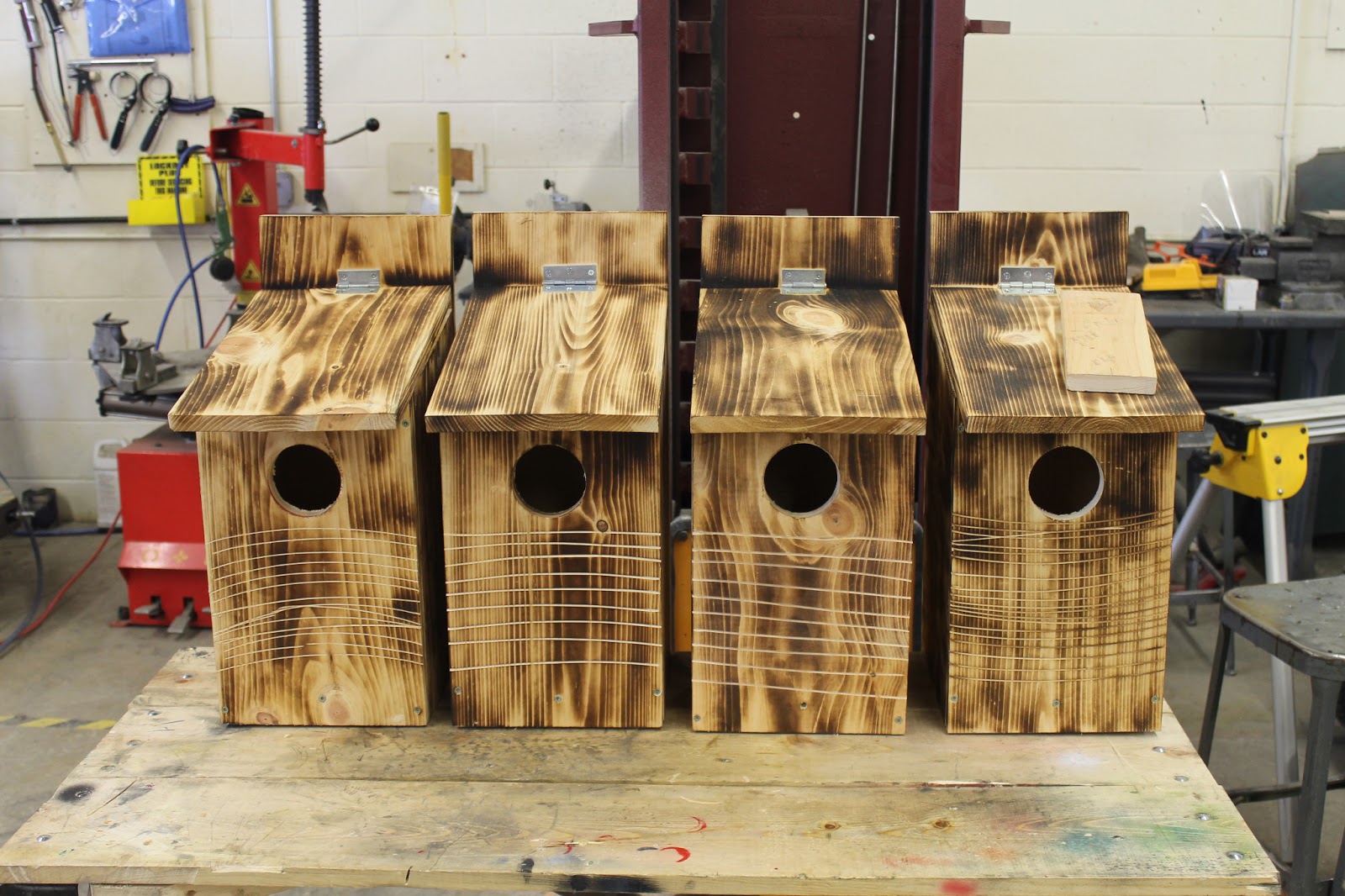 New York Wildlife Rescue Middleburgh Rebuilds, This Time for Kestrels