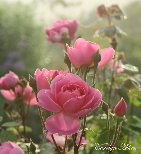 Aiken House & Gardens: A Misty Morn in the Garden